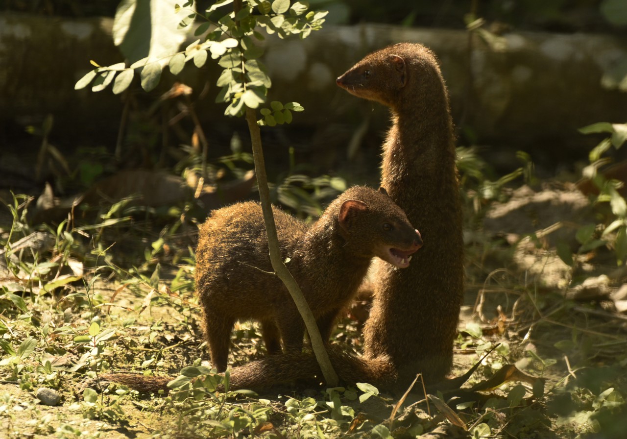 Grey mongoose pair - Nature Photography Gallery
