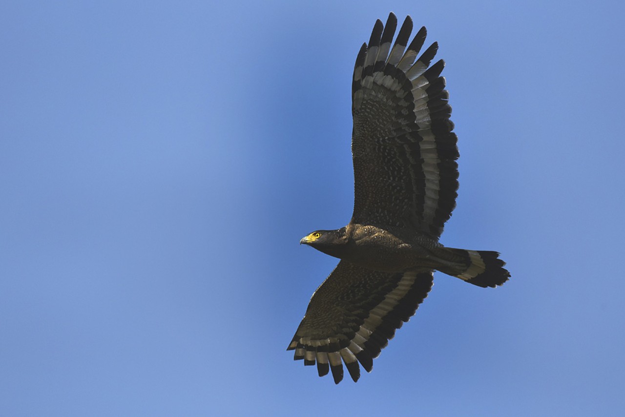 Free Wildlife photos. Crested Serpent Eagle.