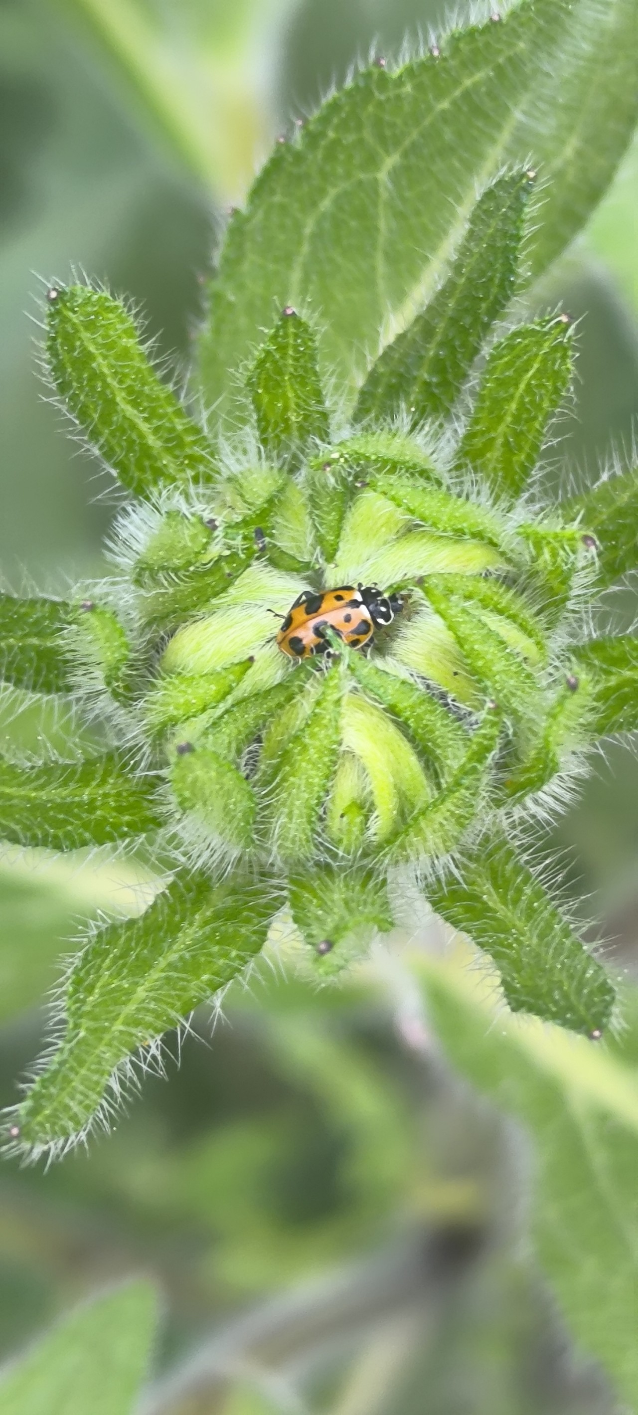 Free Wildlife photos. Himalayan Herbs.