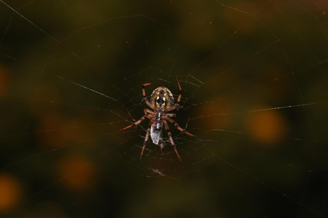 The Silent Hunter ?? - Nature Photography Gallery