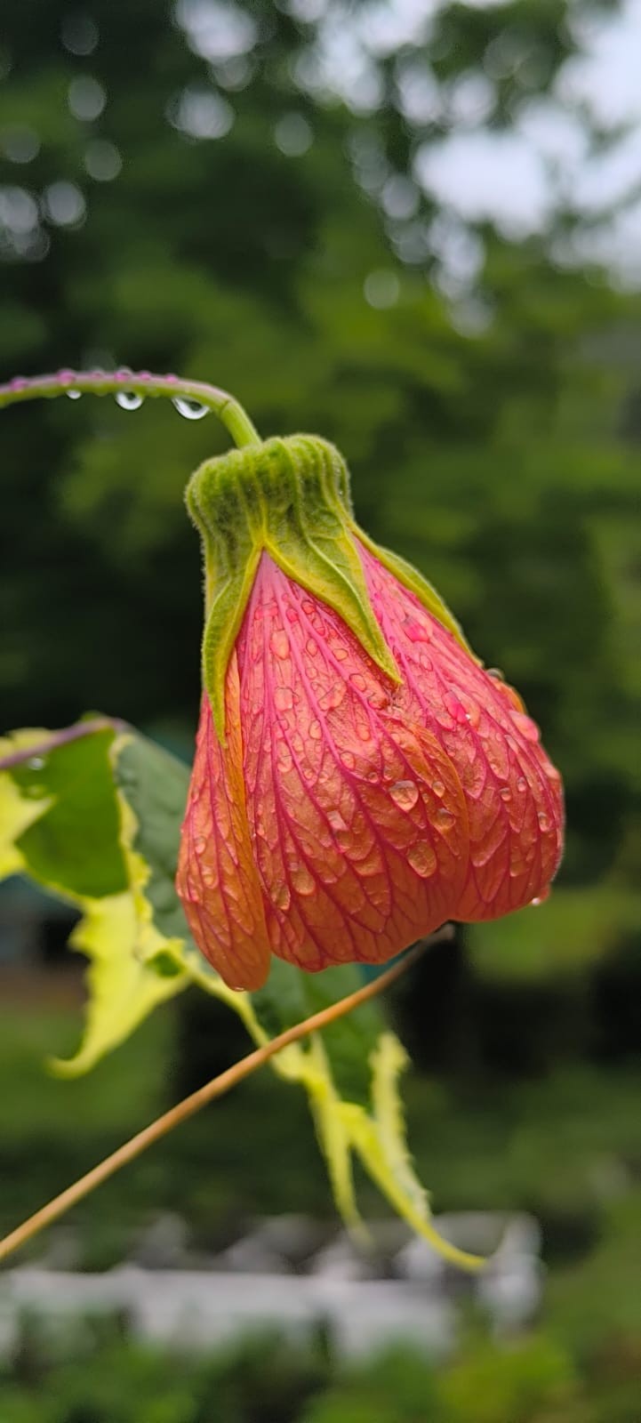 Free Flora photos. Rare Pictures.