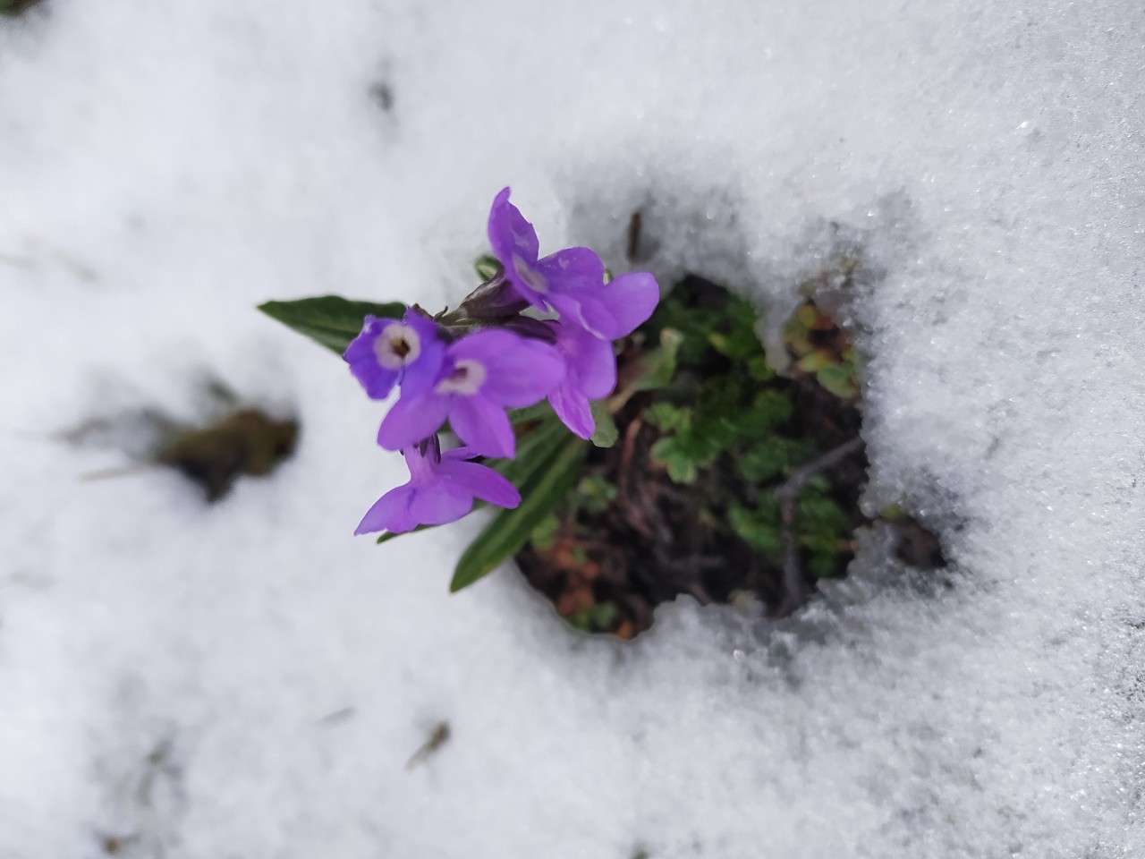 Himalayan Herbs - Nature Photography Gallery