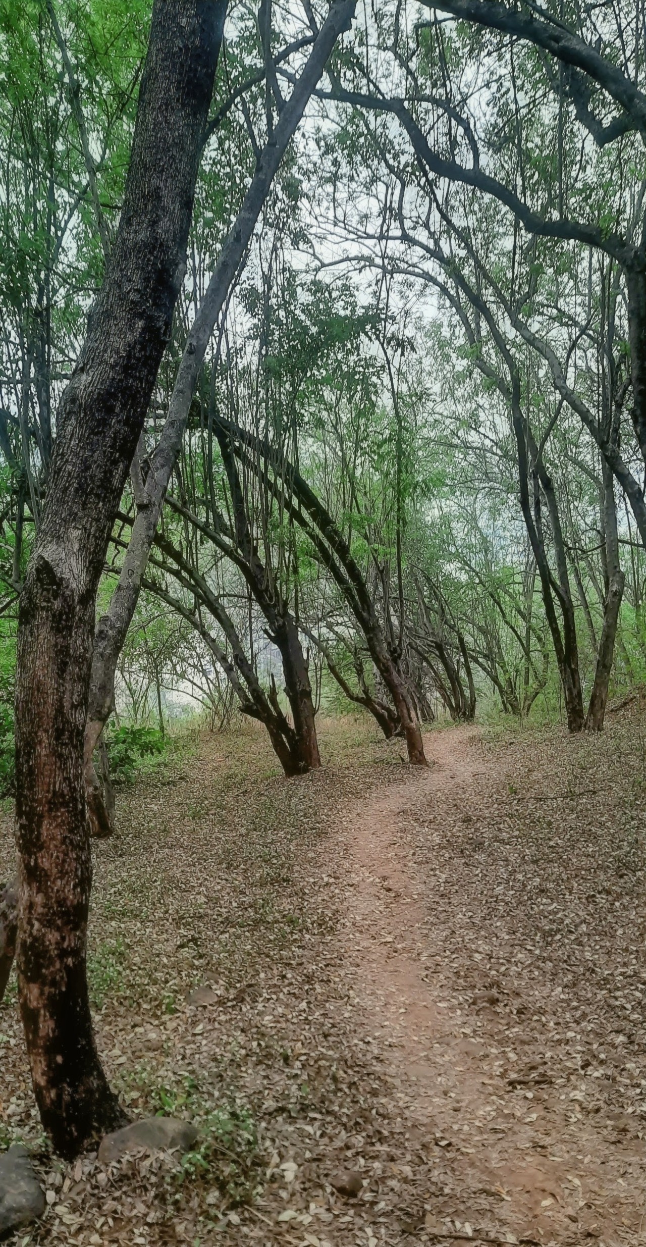 Free Forests photos. Wild Escape.