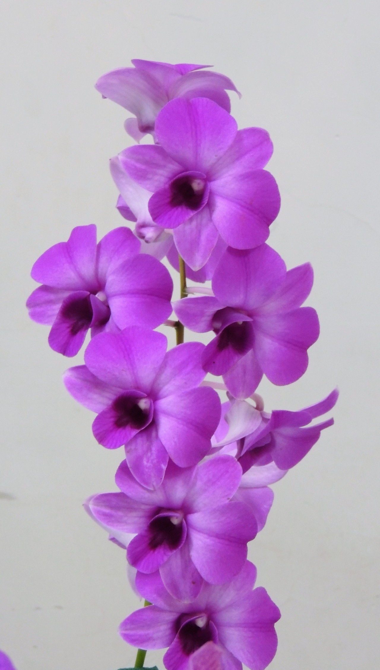 Morning Glory. - Nature Photography Gallery