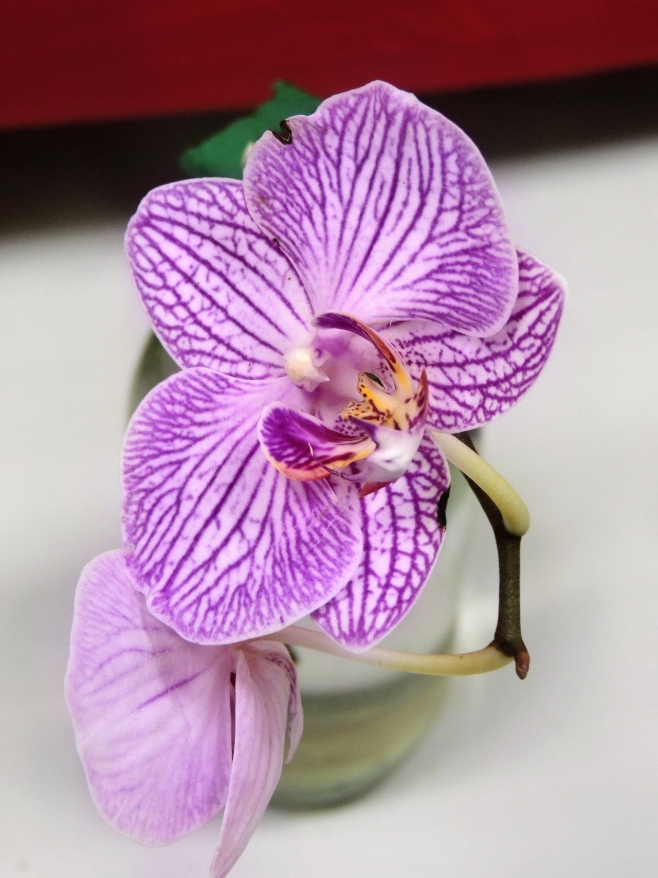 The Orchid - Nature Photography Gallery