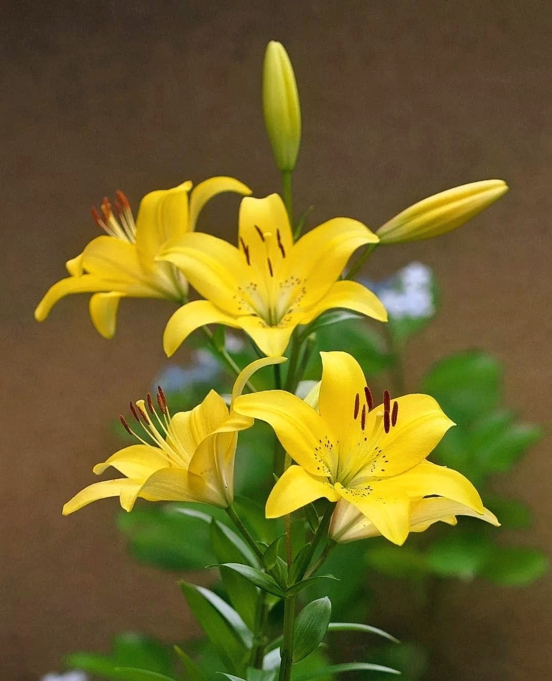 Yellow Passion - Nature Photography Gallery