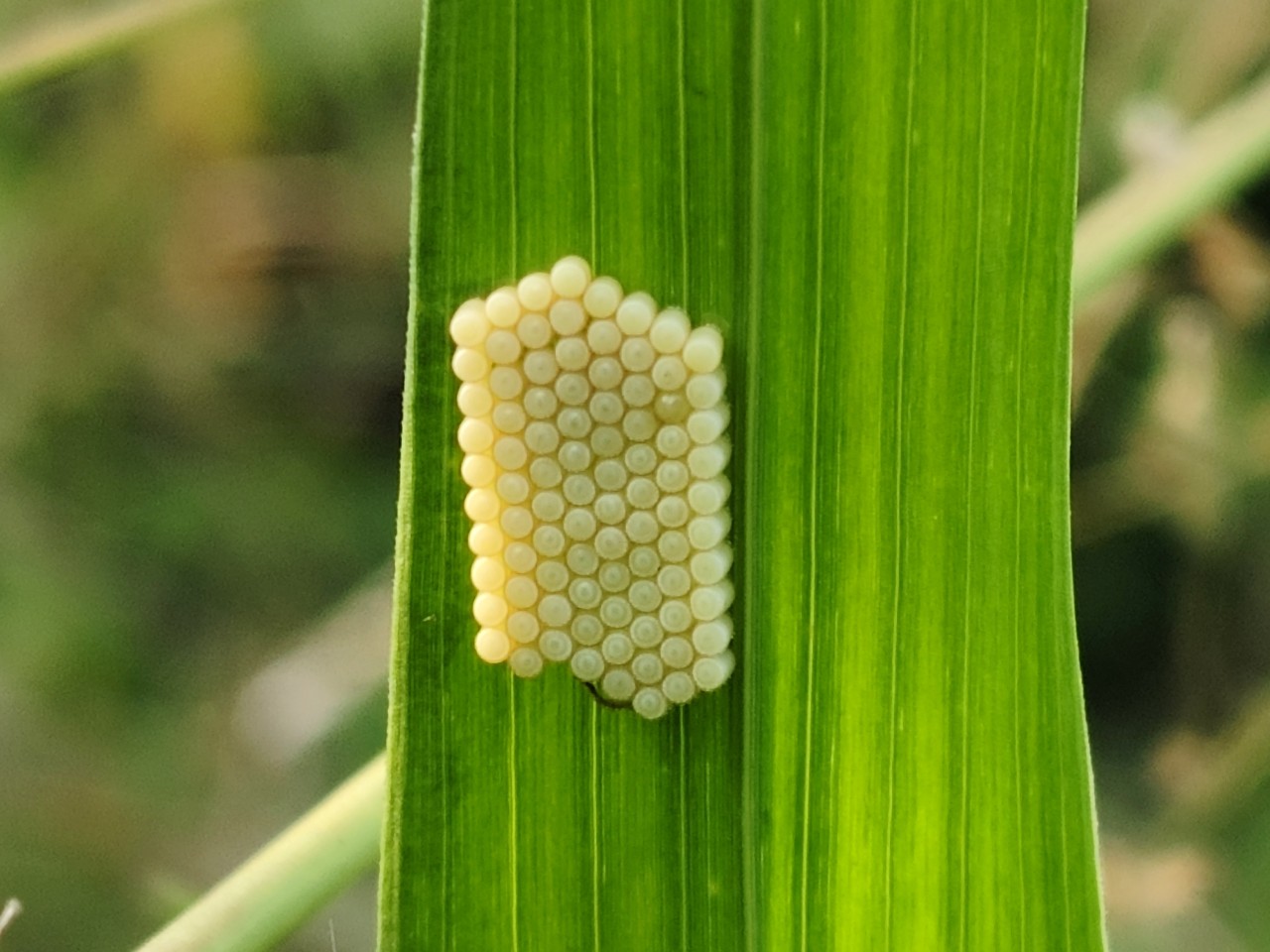 Tiny eggs of a moth - Nature Photography Gallery