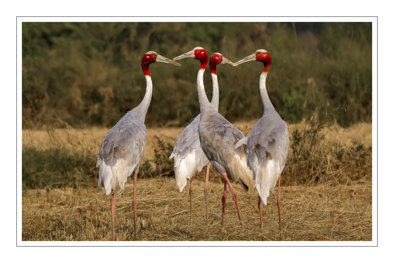 Beautiful Saras Pairs - Nature Photography Gallery