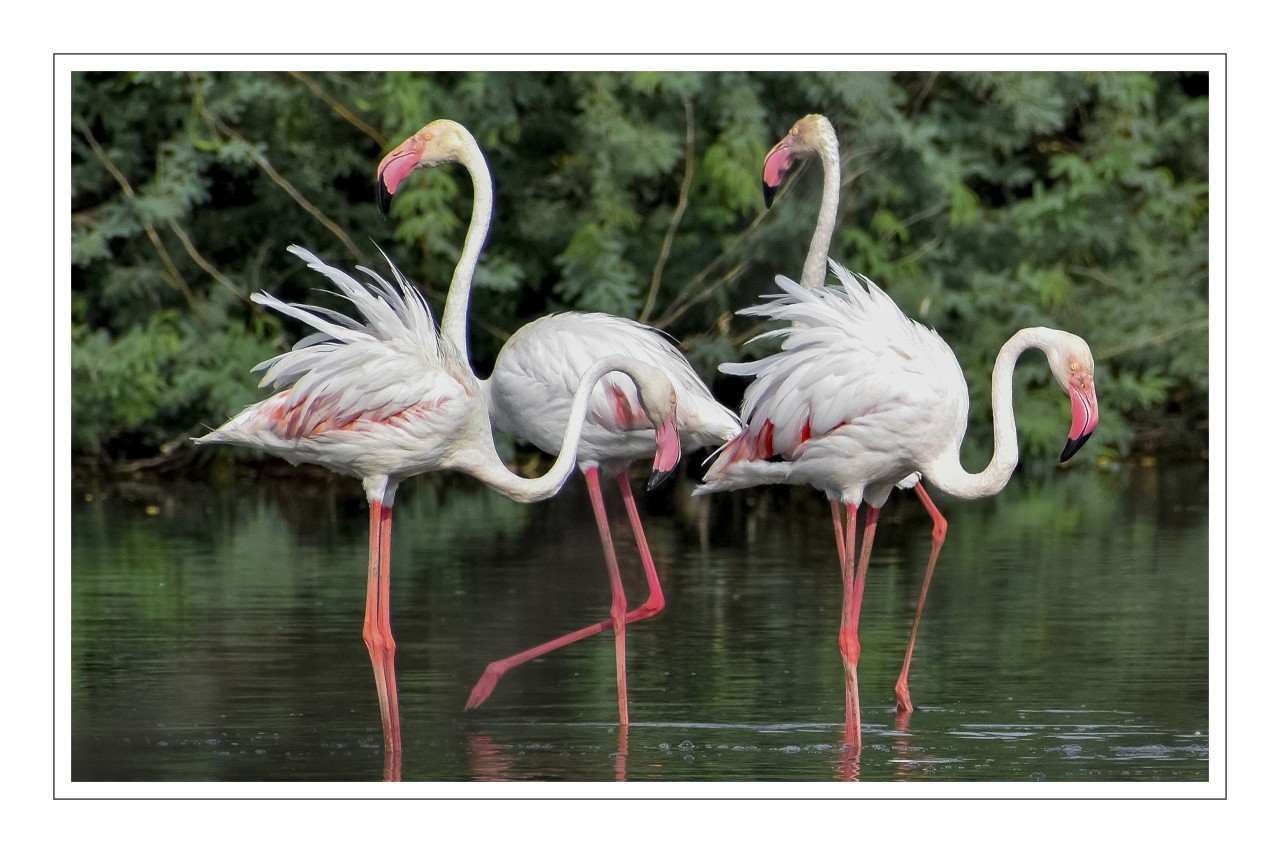 Beautiful Flamingos - Nature Photography Gallery