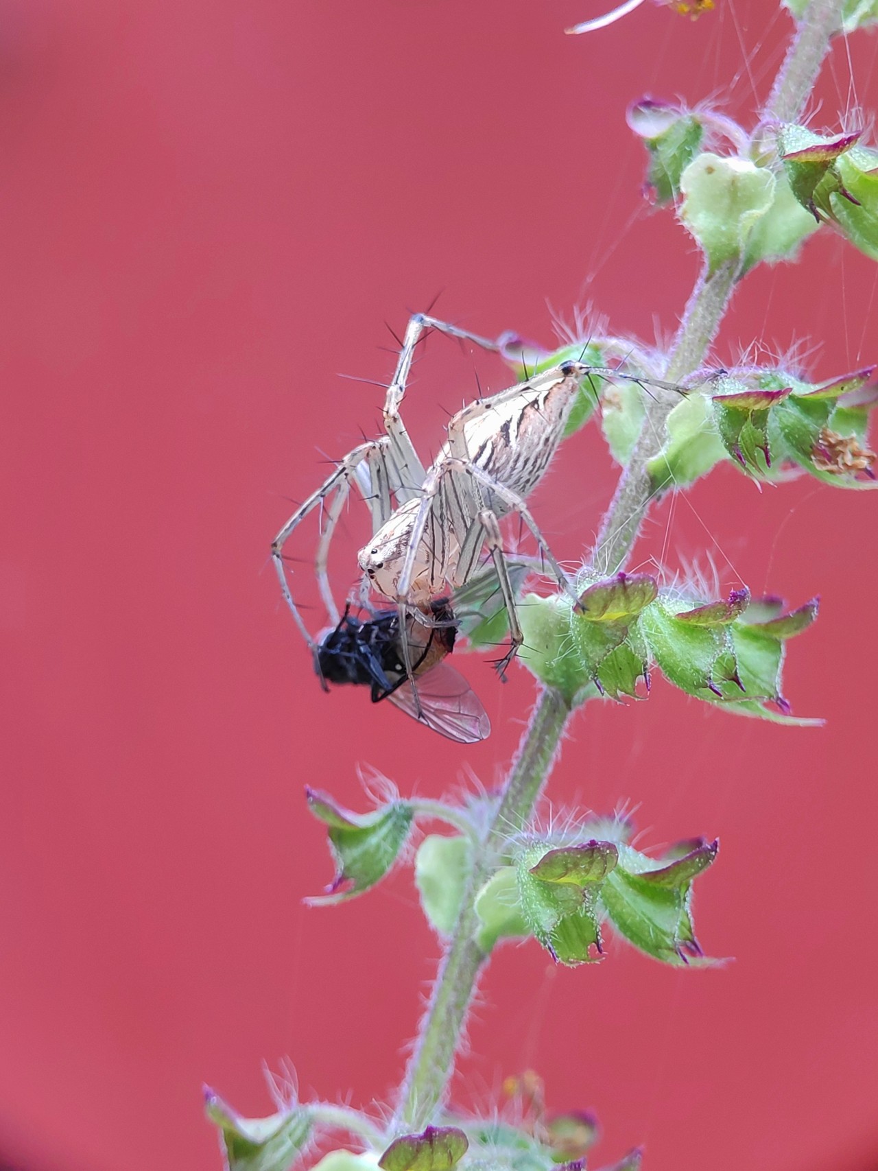 Prey and predator - Nature Photography Gallery