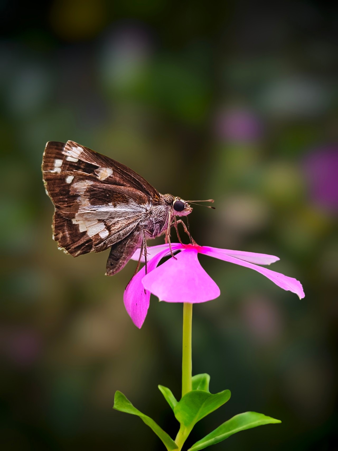 Butterfly - Nature Photography Gallery