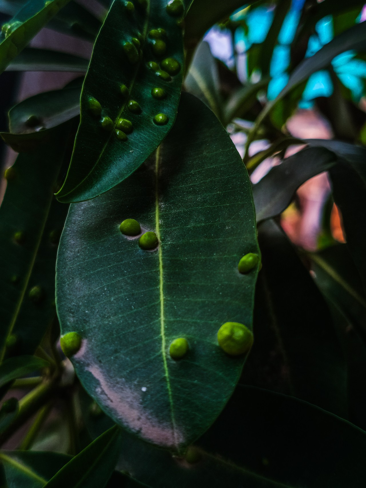 Macro Nature Shots - Nature Photography Gallery
