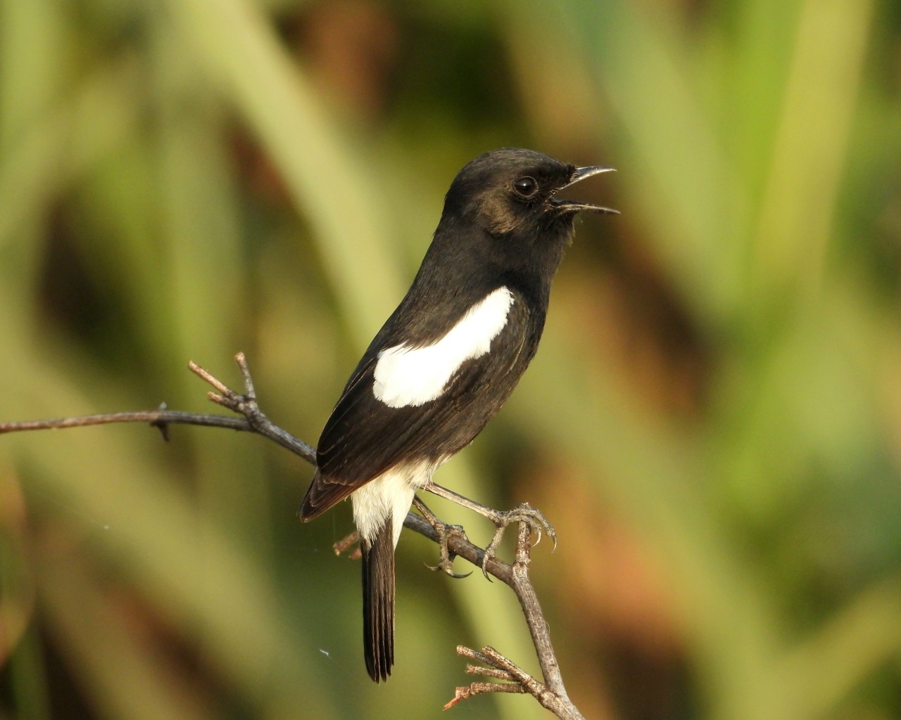 Pied Bushchat Male - Nature Photography Gallery