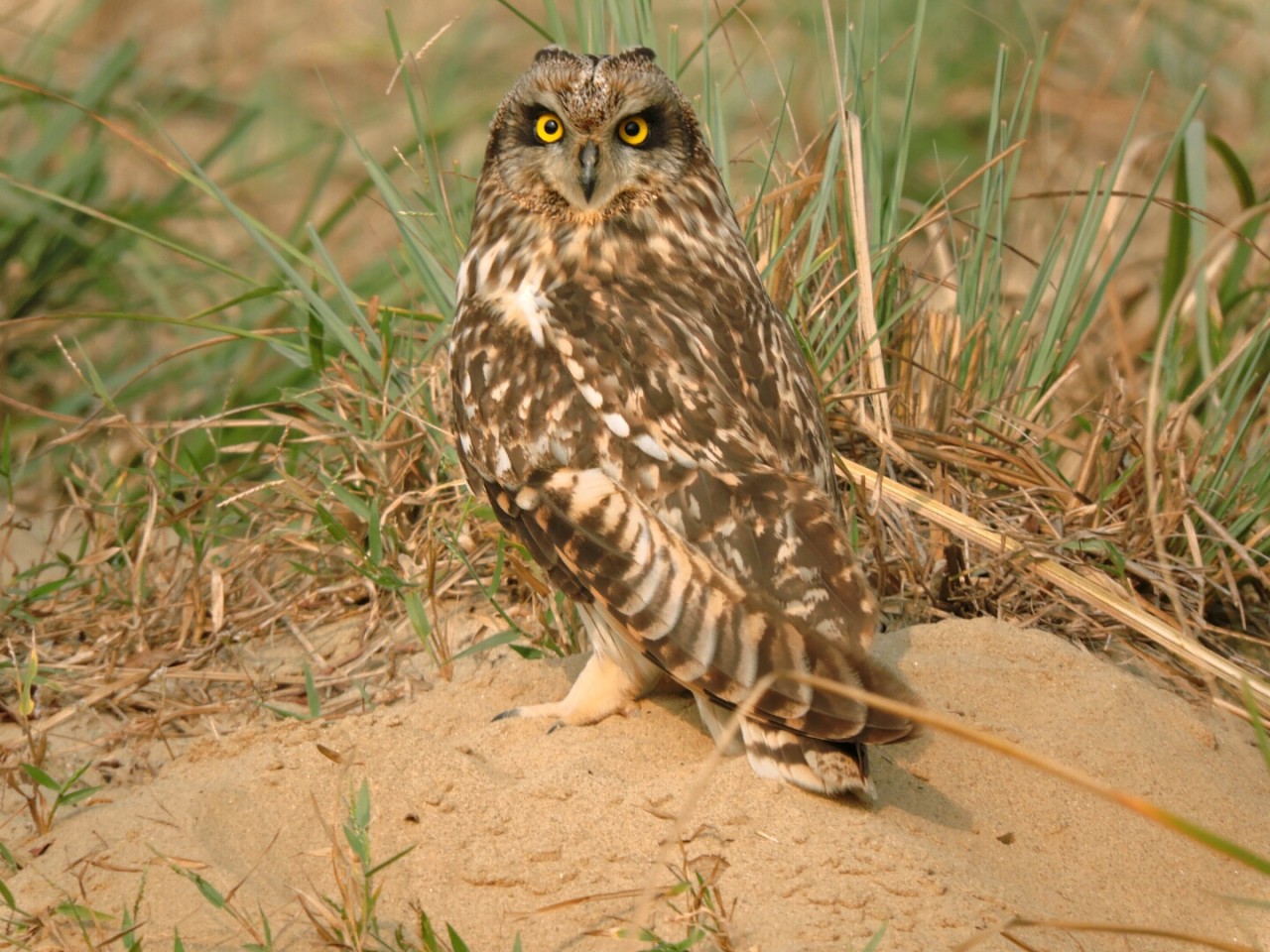 Short eayer owle - Nature Photography Gallery