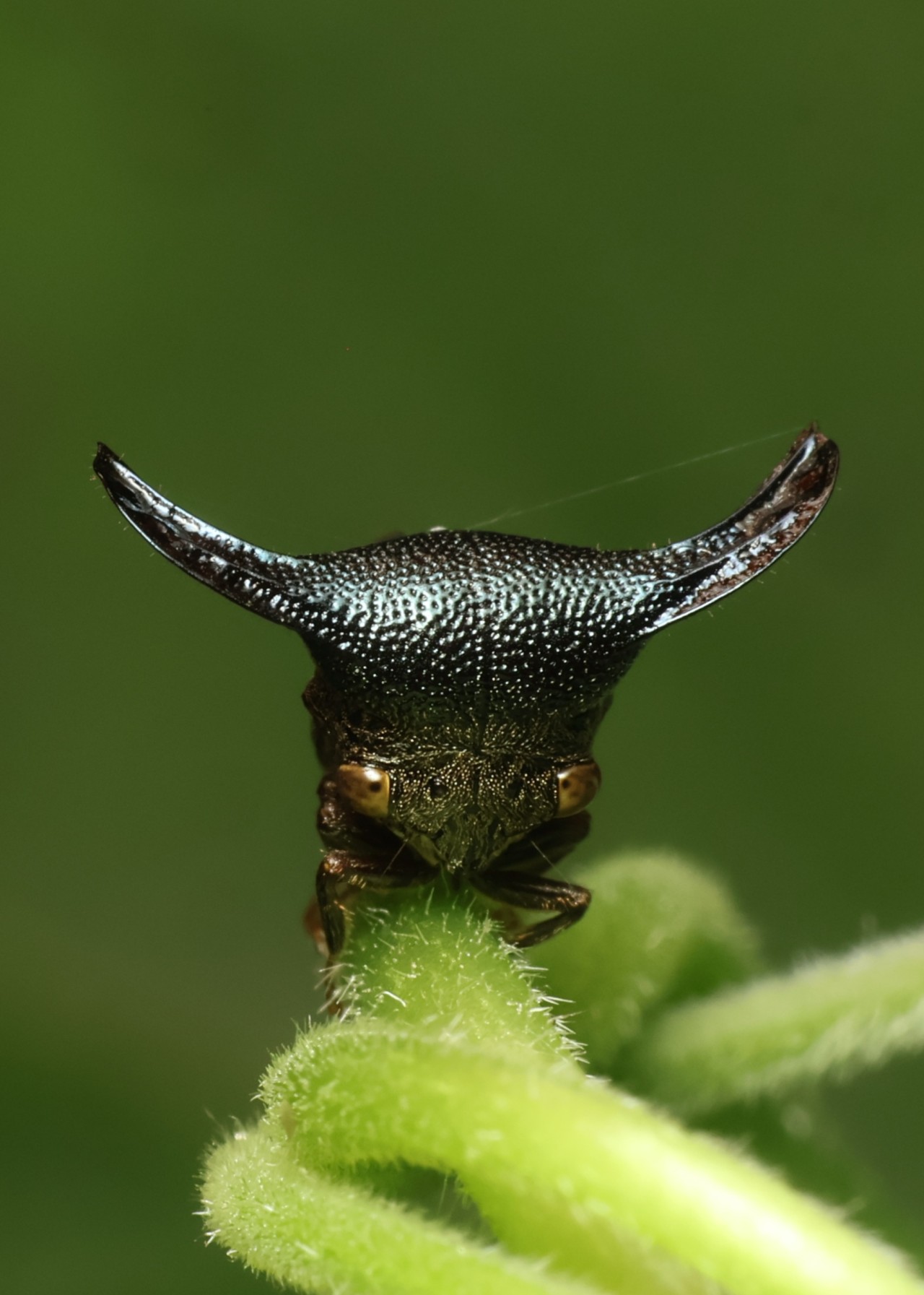 Free Macro photos. Insect.