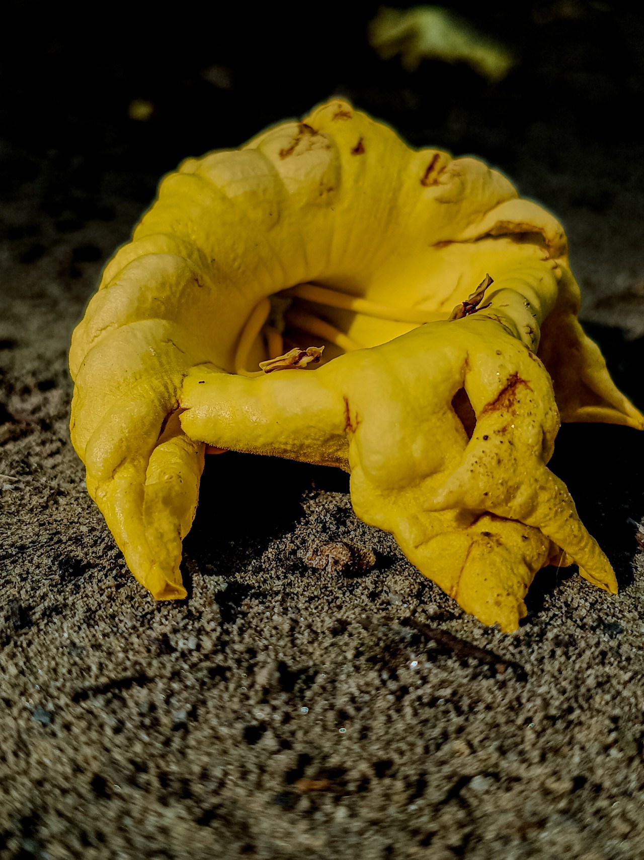 Free Flora photos. Flower.