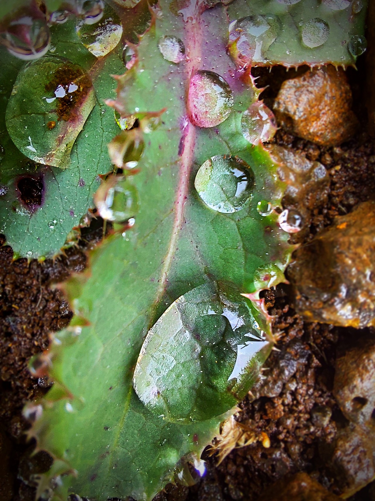 Free Macro photos. Some droplets on leaves.