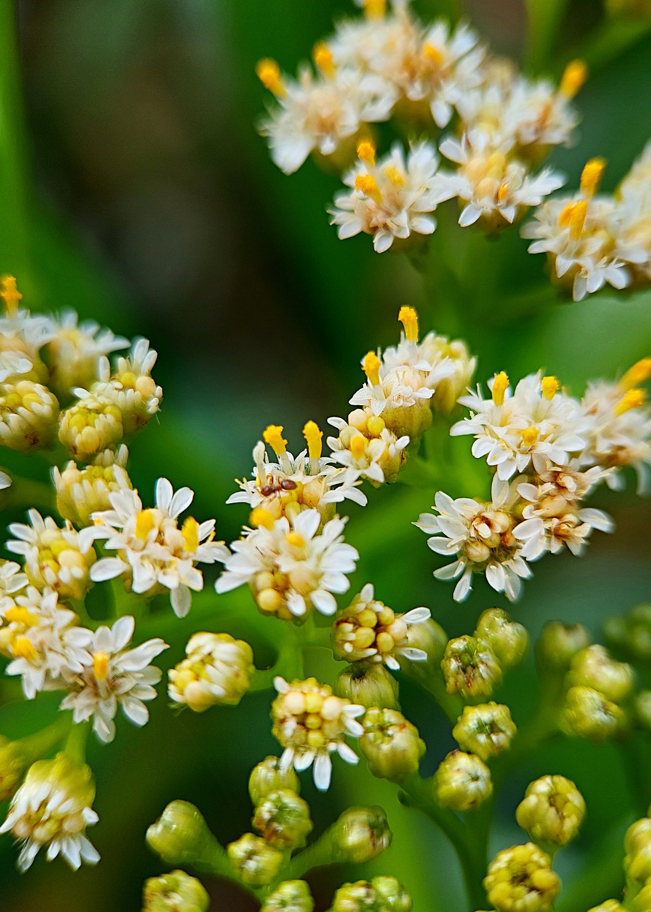 The Lonely Ant - Nature Photography Gallery