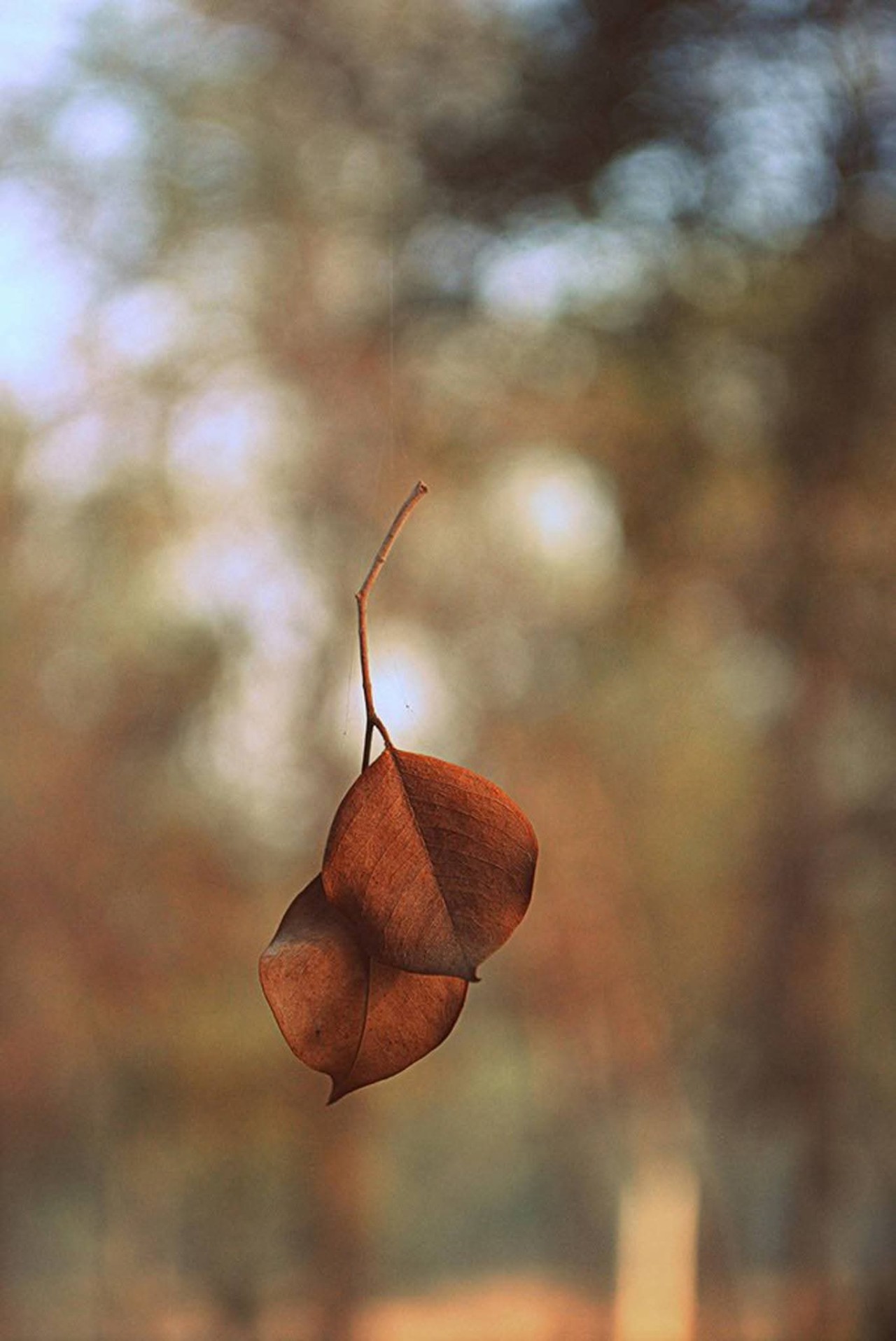 Autumn leaves and the web - Nature Photography Gallery