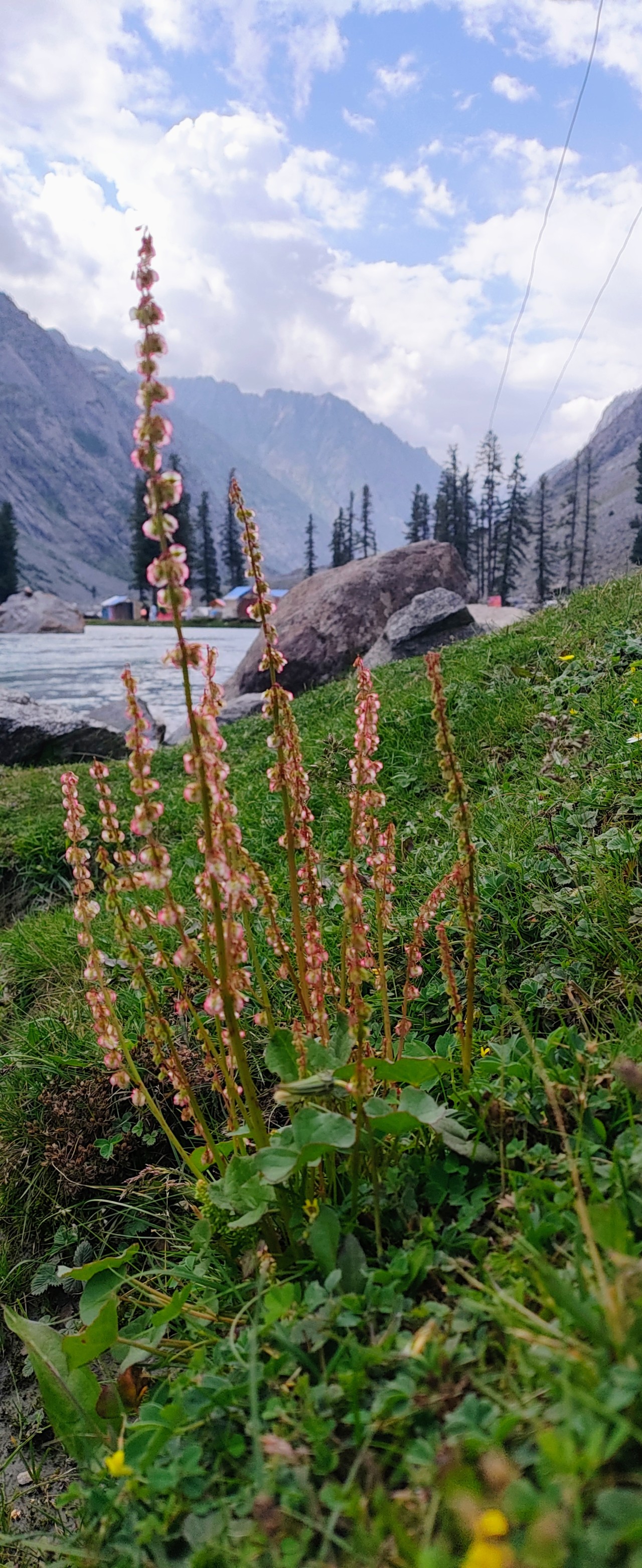 Free Flora photos. Kalam Pakistan natural view mountain.
