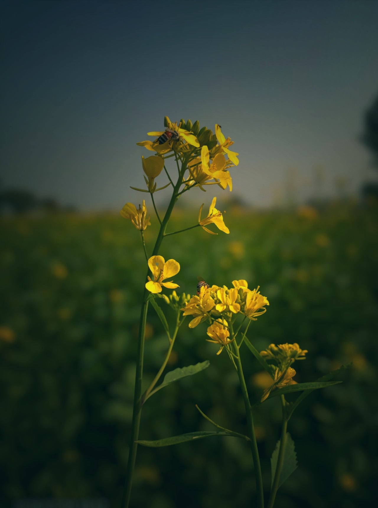 Free Wildlife photos. Bees on yellow flowers.
