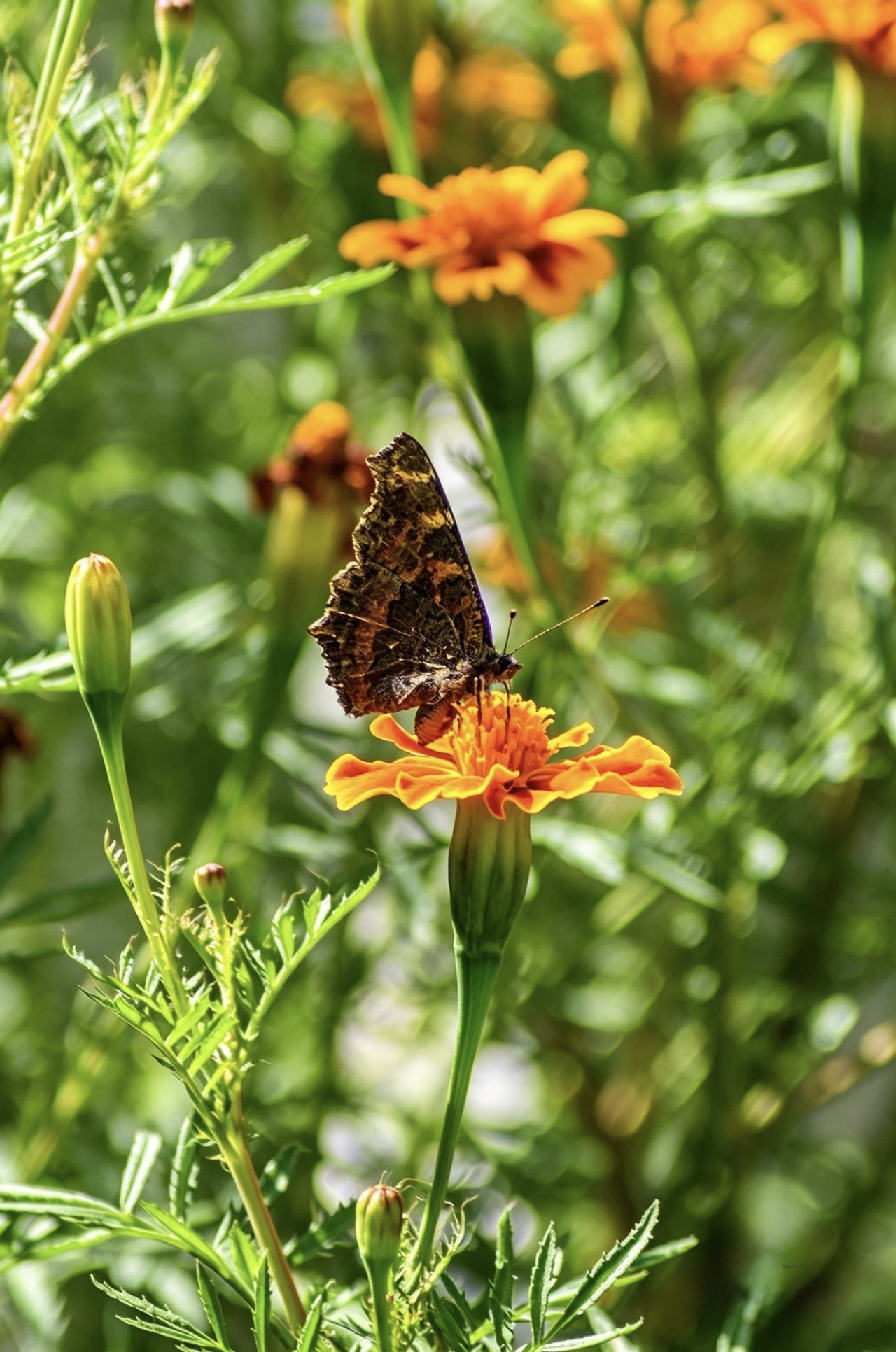 brush-footed butterfly - Nature Photography Gallery