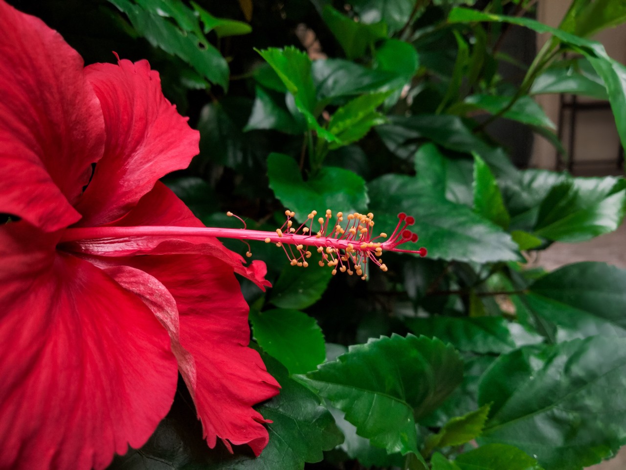 Free Flora photos. Flowers.
