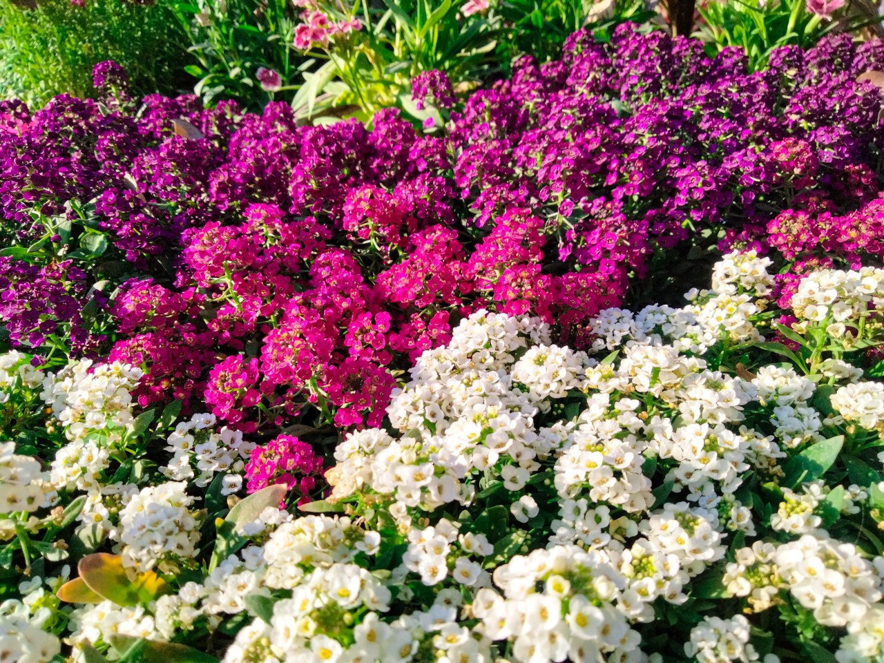 Multiple Flowers - Nature Photography Gallery