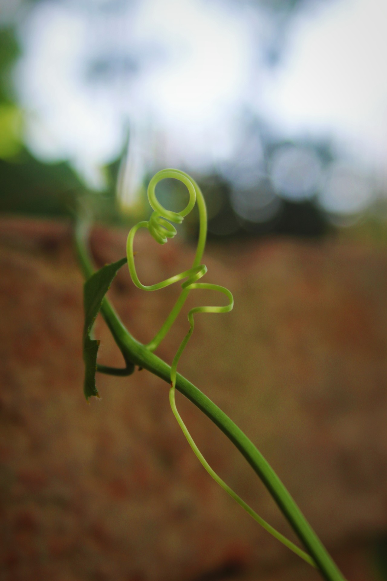 Free Macro photos. Tendrils.