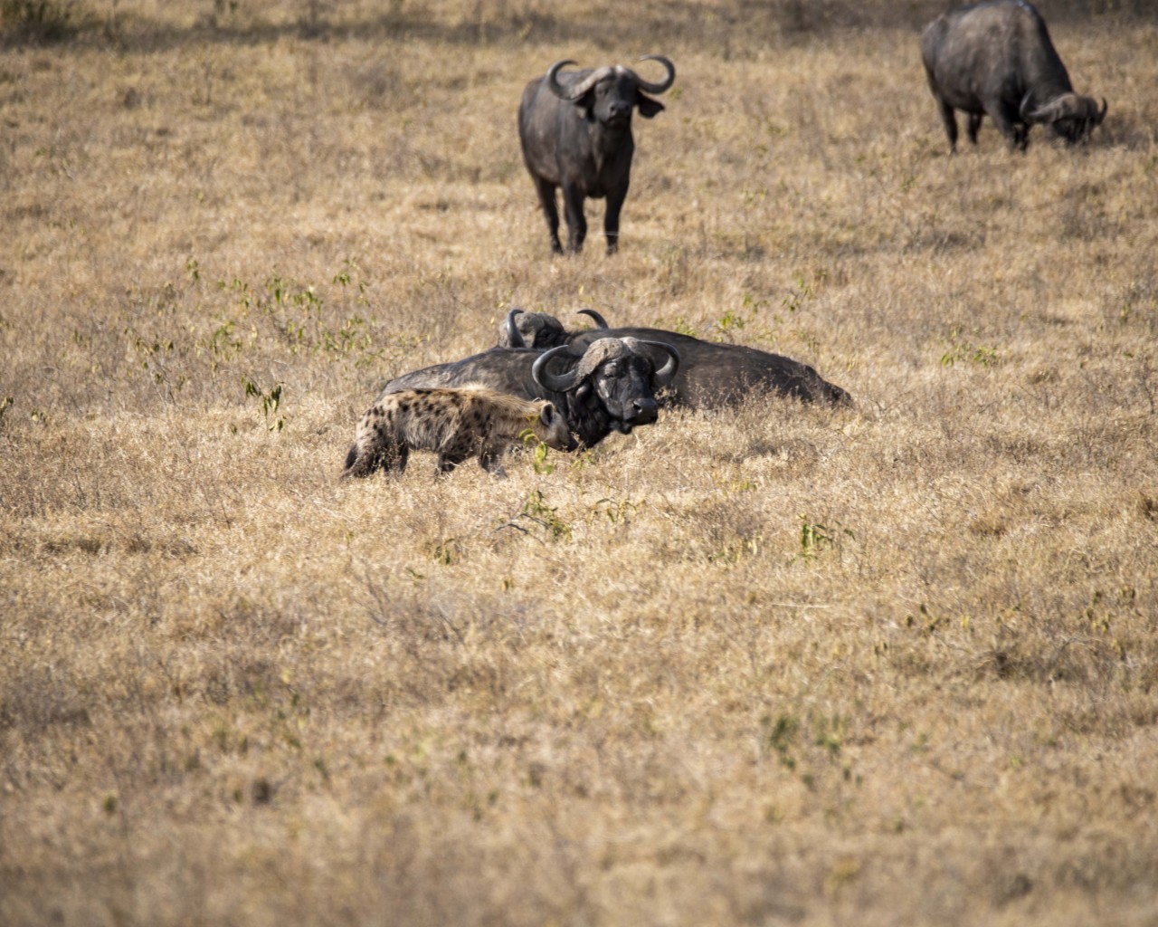 Hunt or get hunted - Nature Photography Gallery