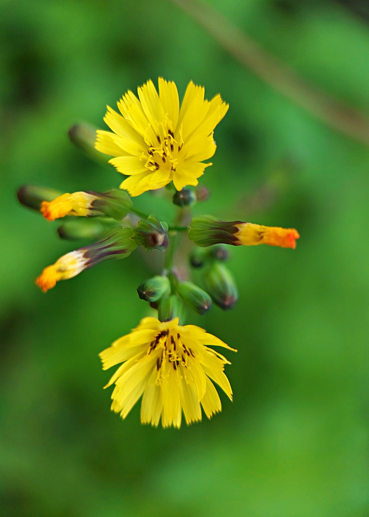 Younga Japonica Flower - Nature Photography Gallery