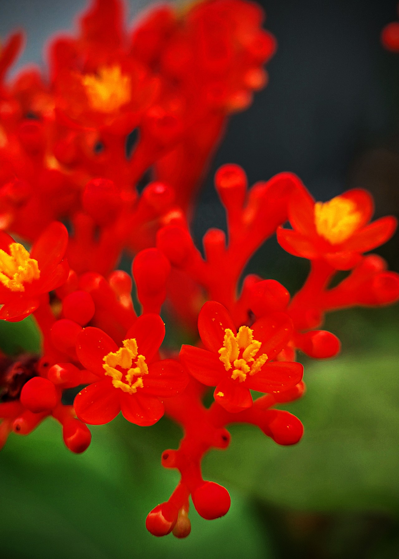 The Jastropha Flower - Nature Photography Gallery
