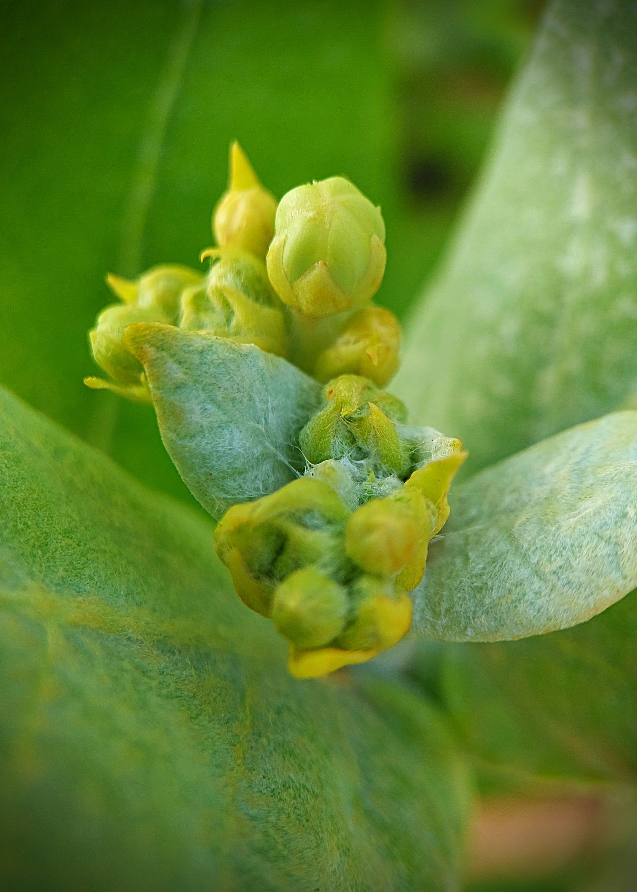 Free Macro photos. Baby Grout Flower.