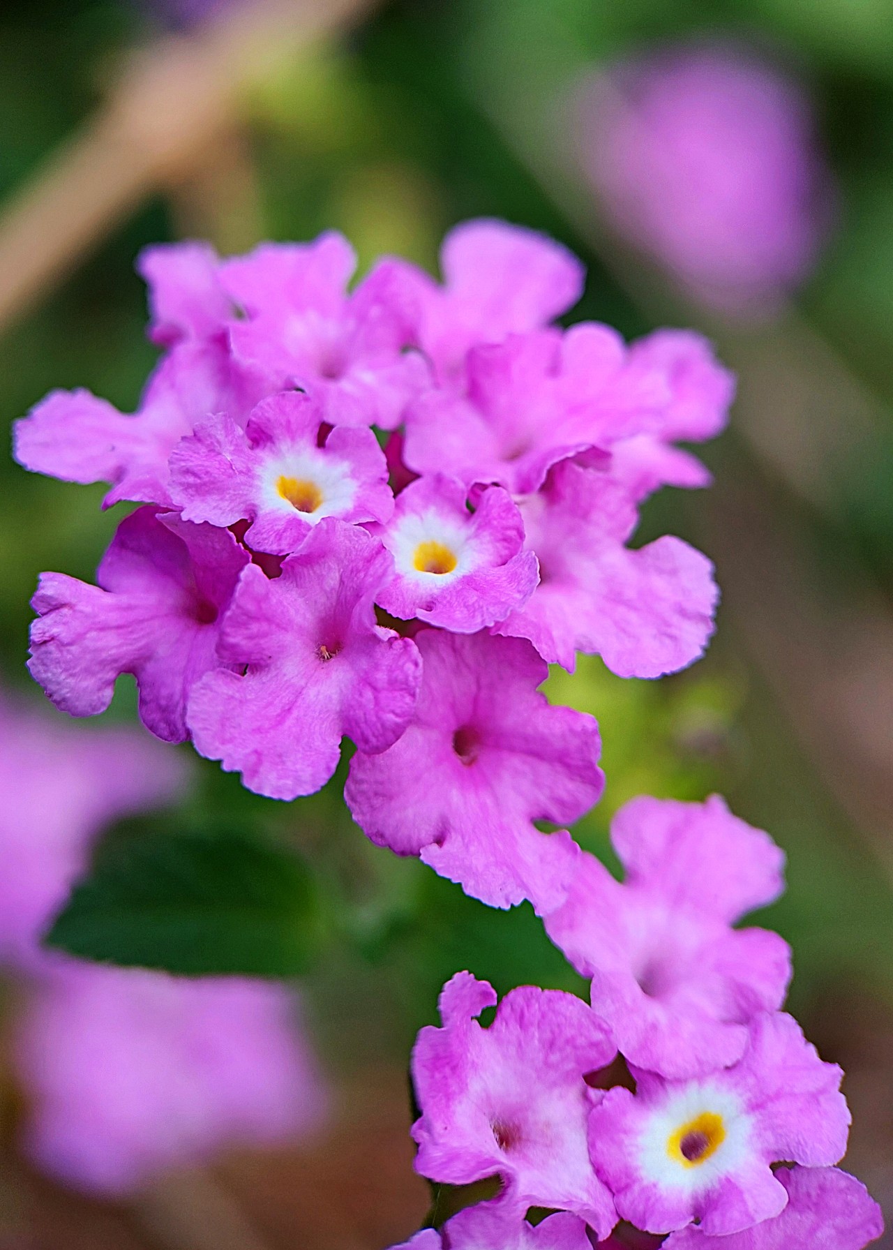 Lantana Flowers - Nature Photography Gallery
