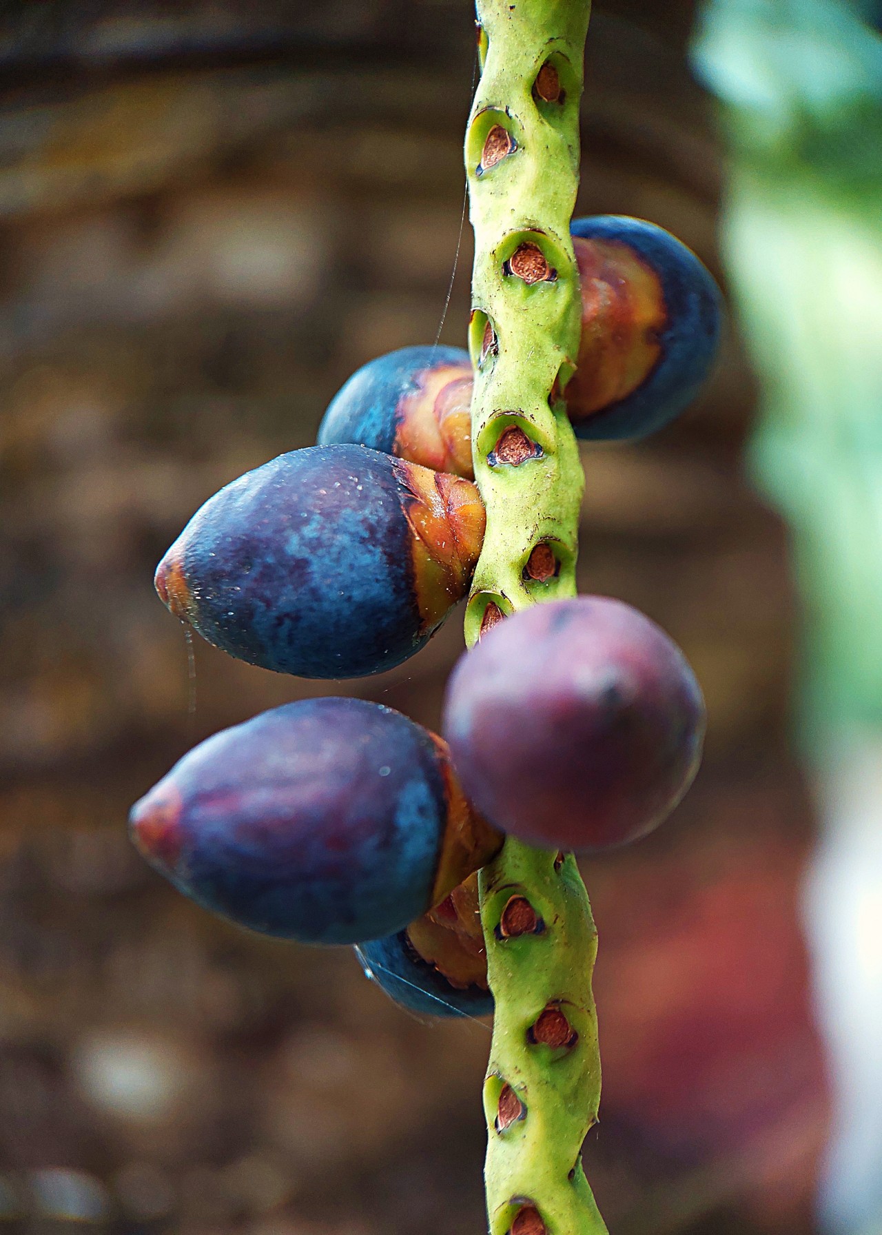 Free Flora photos. Palm Red Fruits.