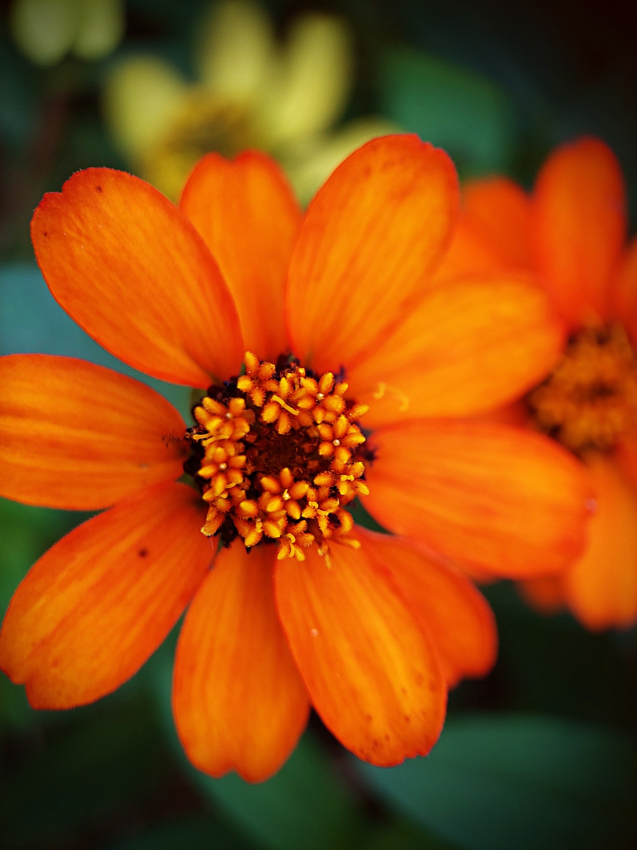 The Peruvian Zinnia Flower - Nature Photography Gallery