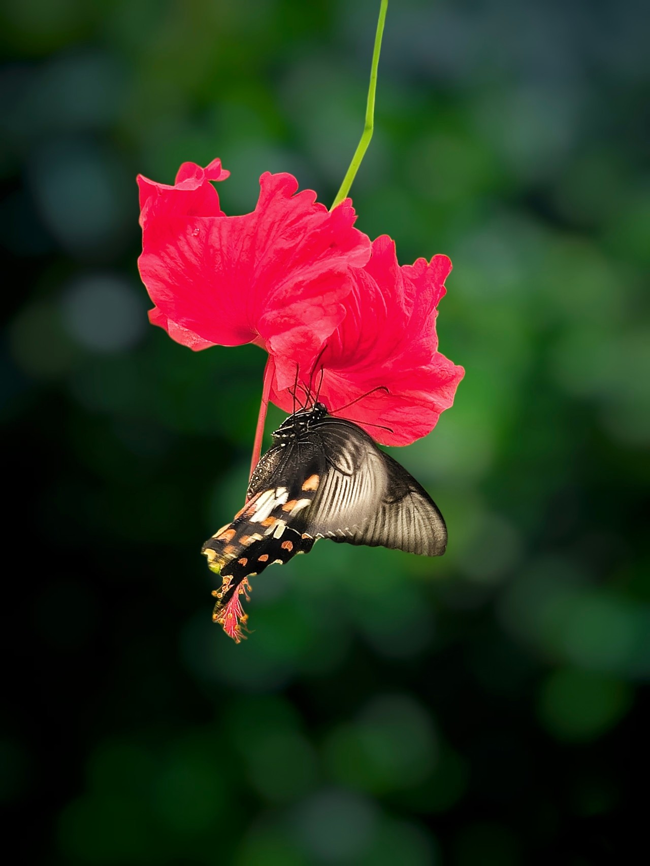 Common Mormon Butterfly Hanging on a Red Hibiscus Flower - Nature Photography Gallery