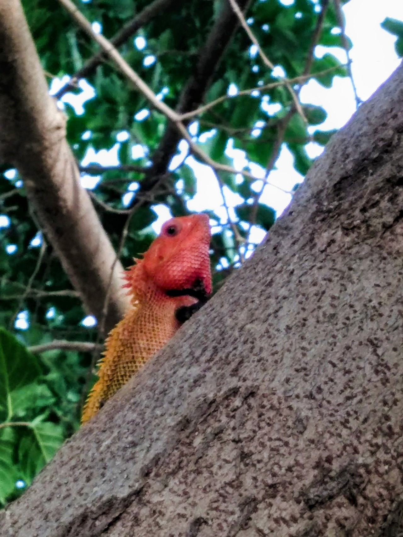 Free Wildlife photos. a CHAMELEON climbing on the tree trunk.
