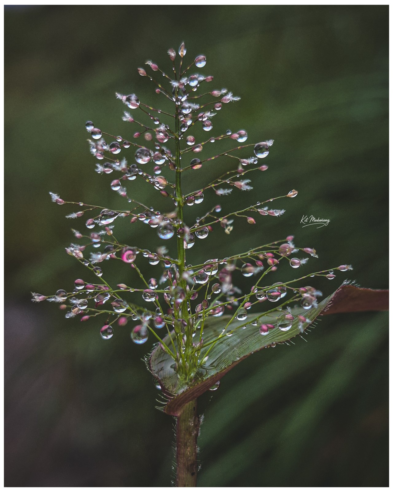 Free Flora photos. Flower.