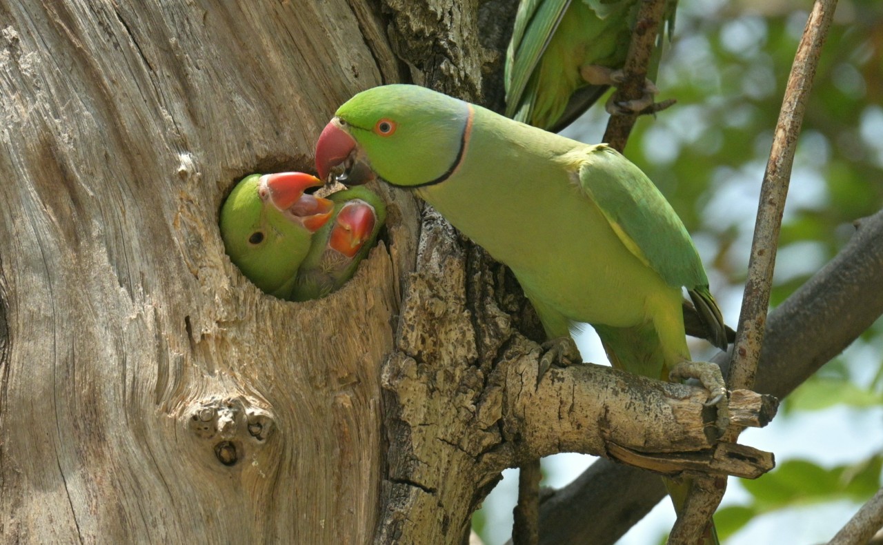 Parakeet with babies - Nature Photography Gallery