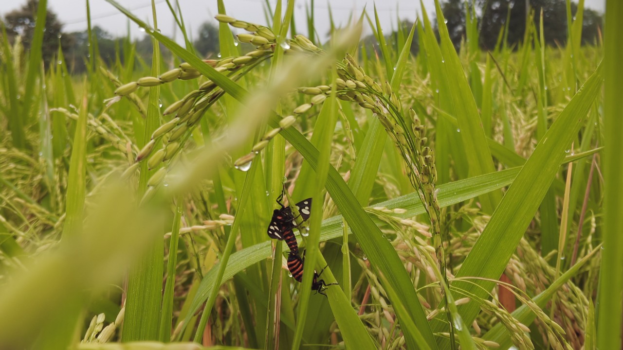 Insect's buzzs - Nature Photography Gallery