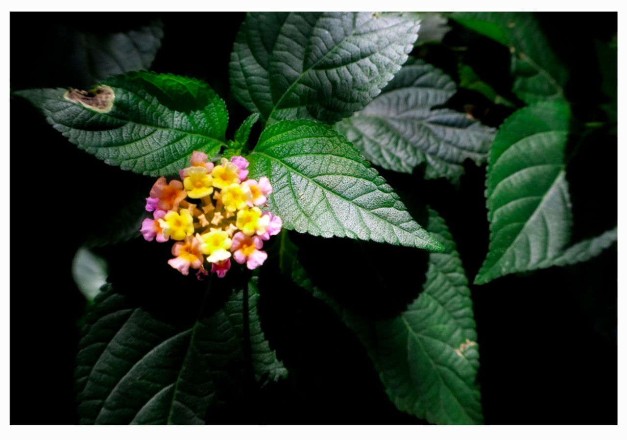 A Zoomed Bloom - Nature Photography Gallery