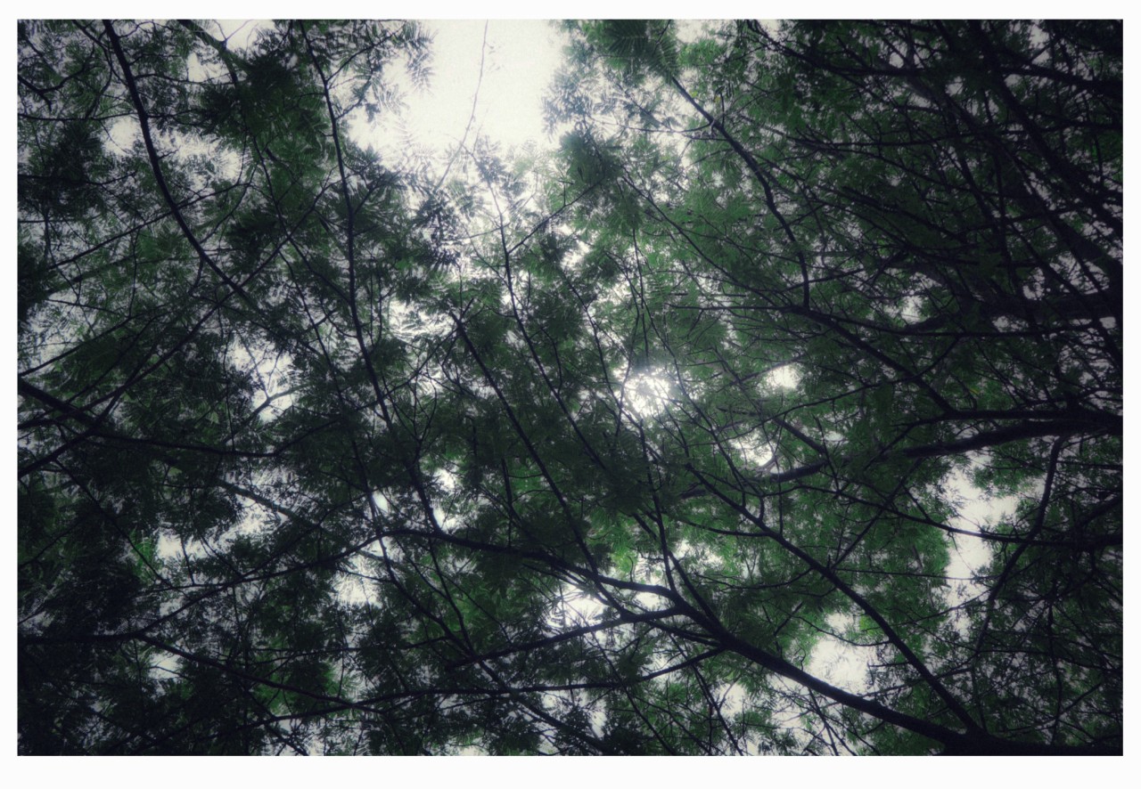 Free Forests photos. The Light Through The Leaves.