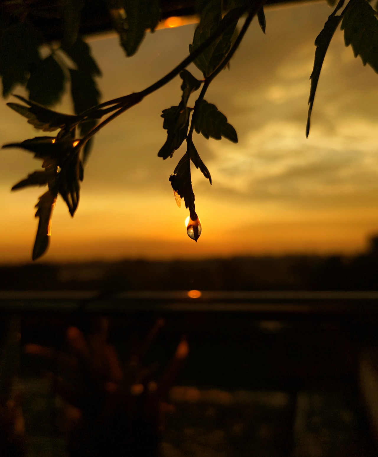 Drop - Nature Photography Gallery