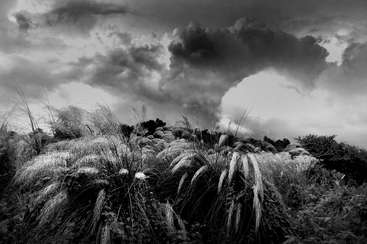 Free Landscapes photos. Flower of God.