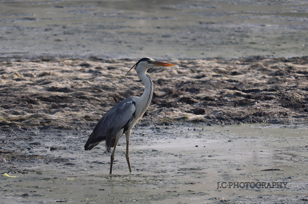 Free Wildlife photos. Grey Heron.