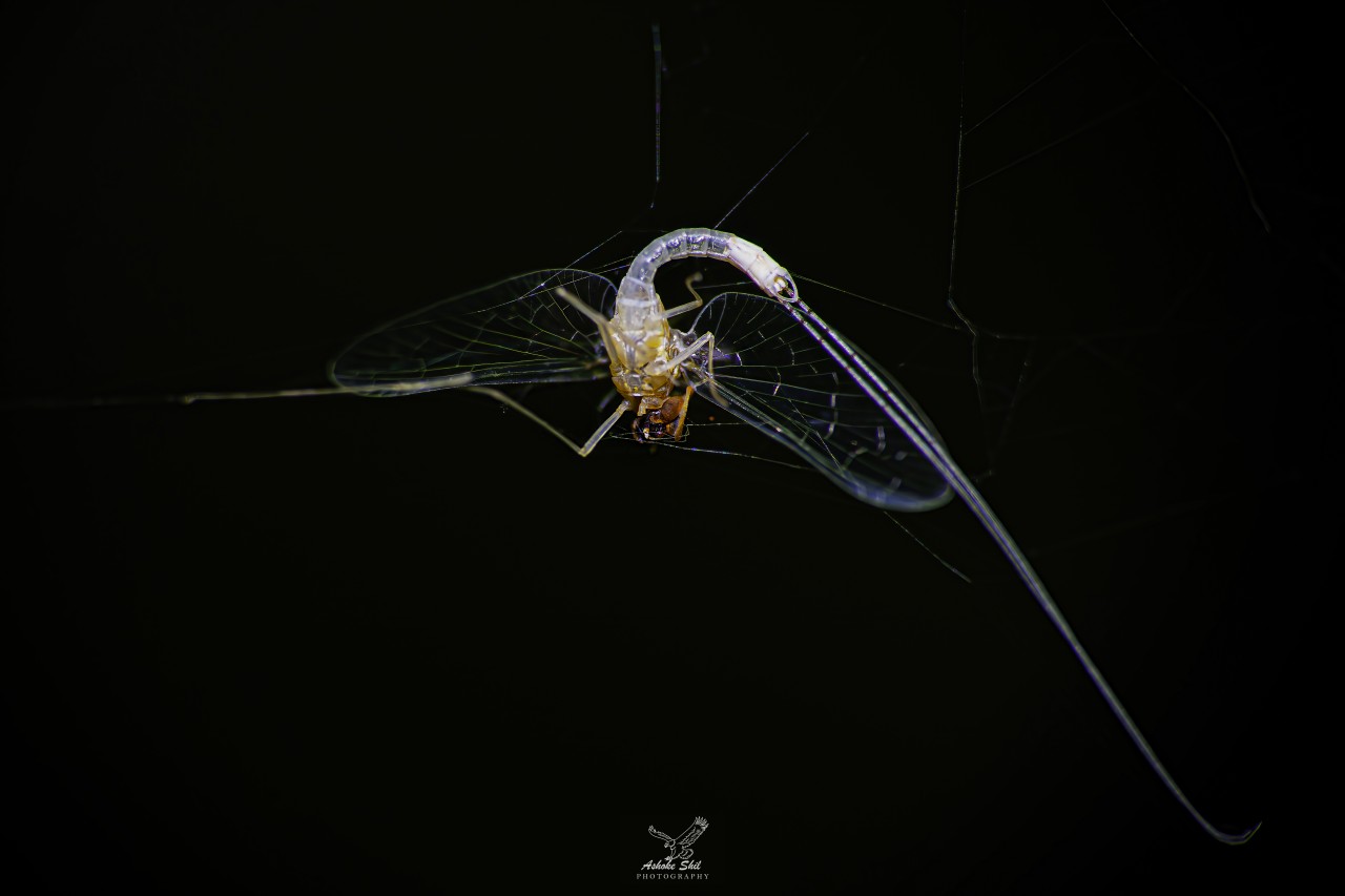Free Macro photos. The hidden killer.