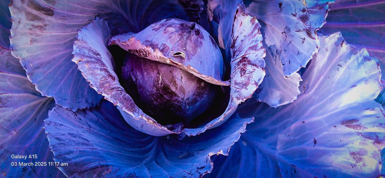 Purple Ornamental Cabbage - Nature Photography Gallery