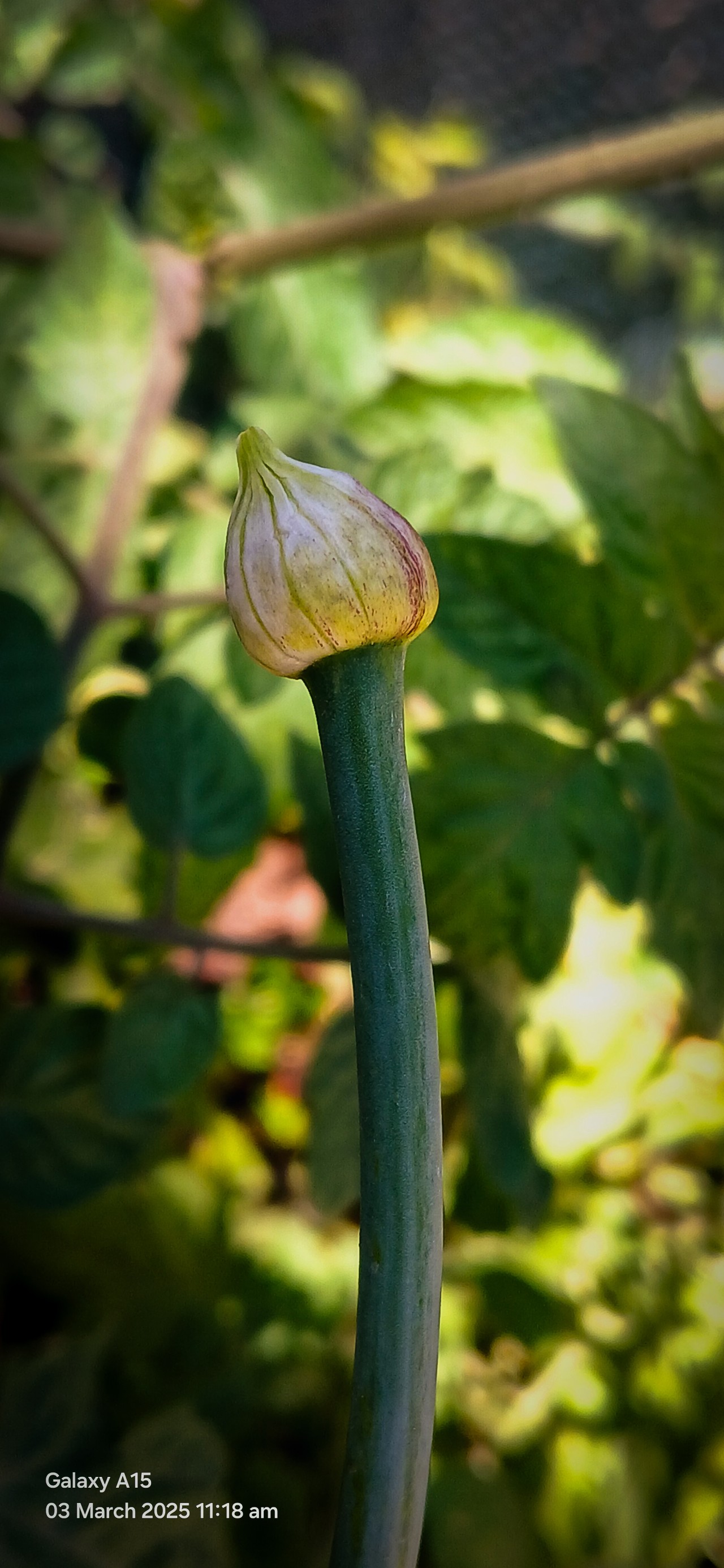 Onion Flower - Nature Photography Gallery
