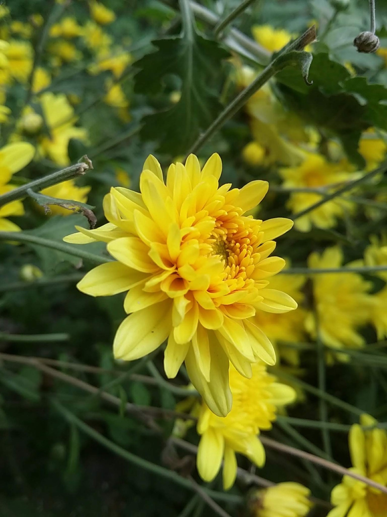 Free Flora photos. Beautiful yellow flowers.
